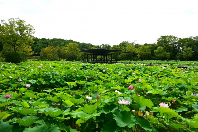 hasu_230712_08