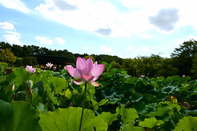 hasu_230802_04