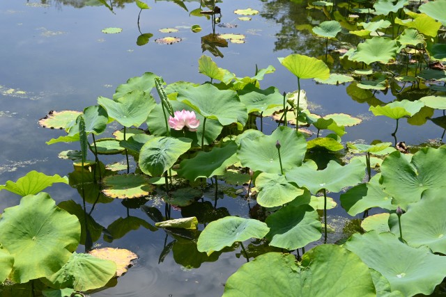 hasu_250618_03