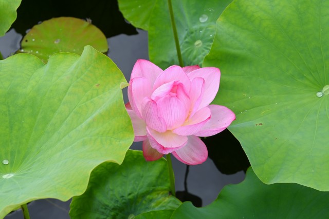 hasu_250625_02