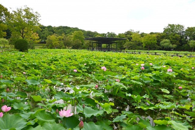 hasu_250625_03