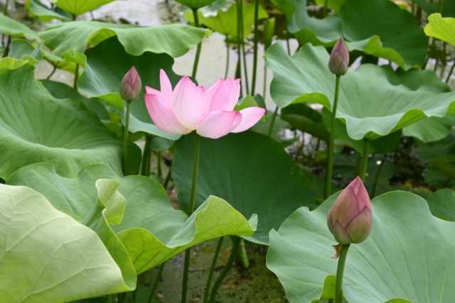 hasu_250625_04