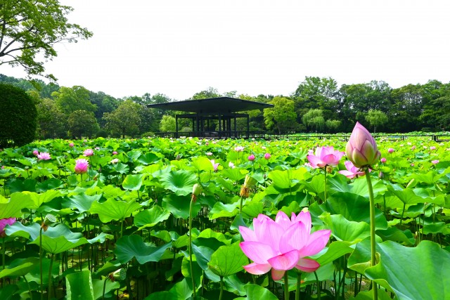 hasu_250702_01