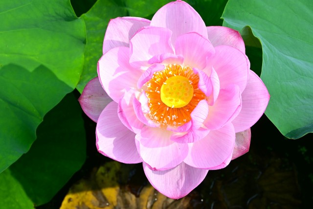 hasu_250702_03