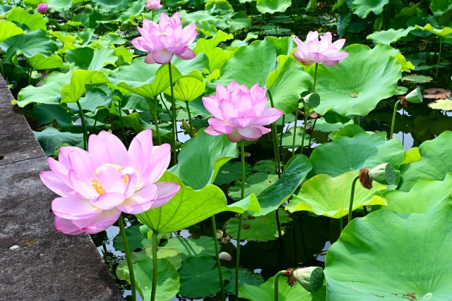hasu_250702_04