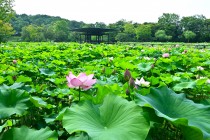 hasu_250702_06