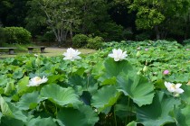 hasu_250702_07