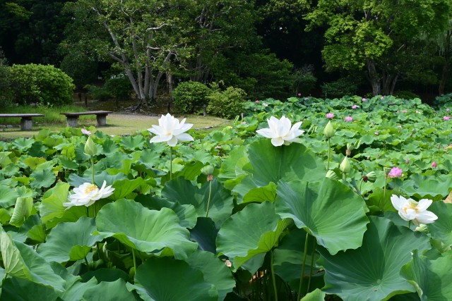 hasu_250702_07