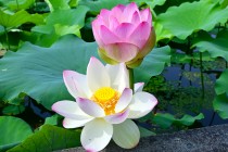 hasu_250702_08
