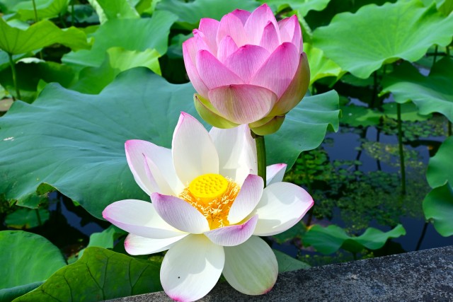 hasu_250702_08