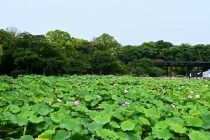 hasu_250702_09