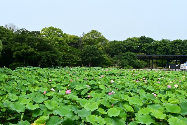 hasu_250702_09