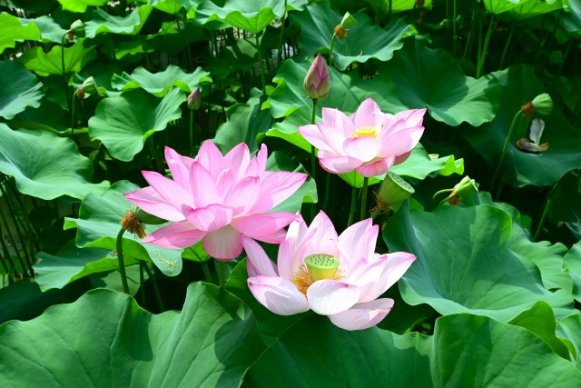 hasu_250708_02