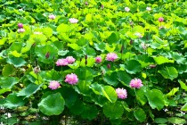 hasu_250708_04