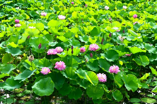 hasu_250708_04