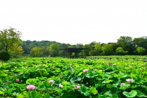 hasu_250708_05