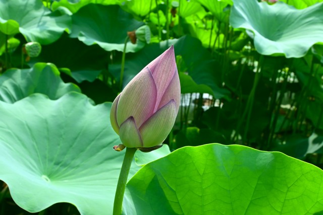 hasu_250708_06