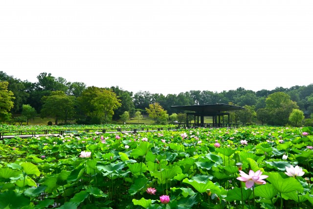 hasu_250708_07