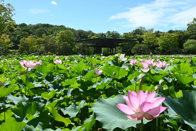 hasu_250714_01