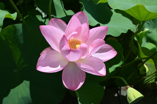 hasu_250714_02
