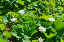 hasu_250714_03