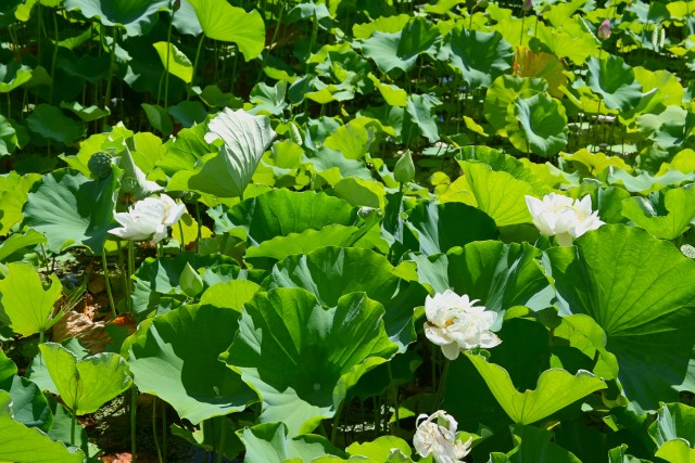 hasu_250714_03