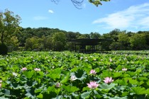 hasu_250714_04