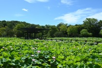 hasu_250714_05