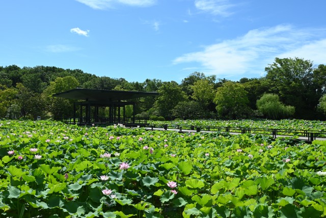 hasu_250714_05