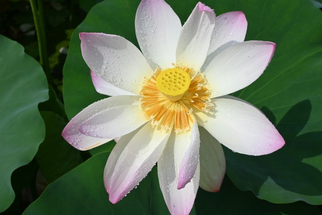hasu_250716_01