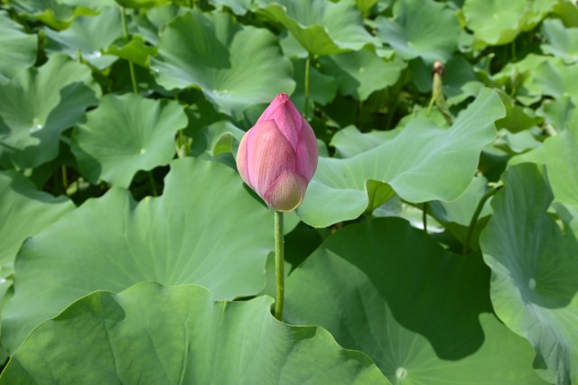 hasu_250716_02