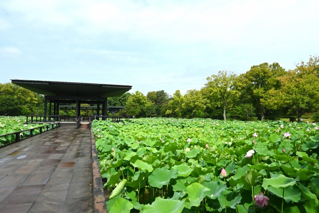 hasu_250716_03