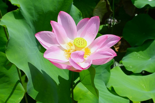 hasu_250723_01