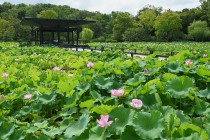 hasu_250723_02