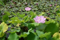 hasu_250723_03