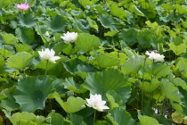 hasu_250723_04