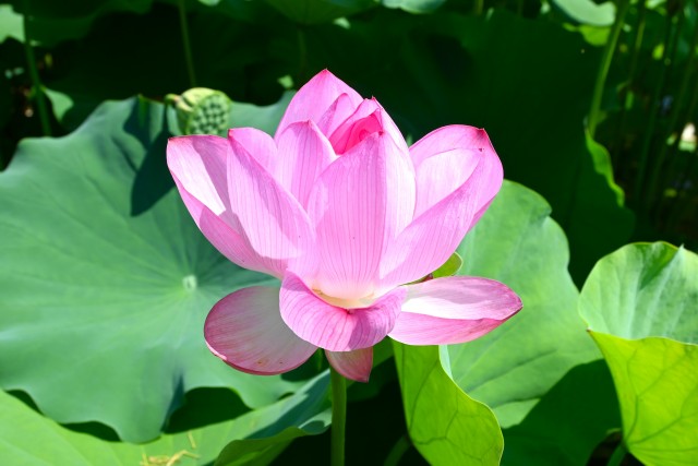 hasu_250730_01
