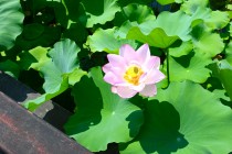 hasu_250730_03