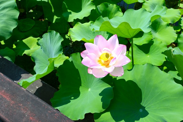 hasu_250730_03