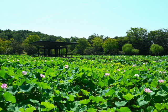 hasu_250730_04