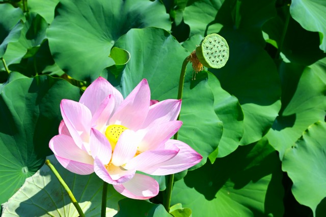 hasu_250730_05
