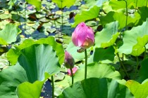 hasu_250730_06