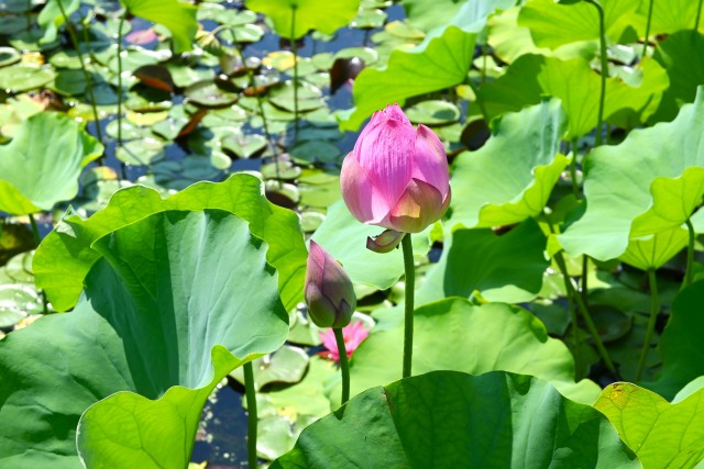 hasu_250730_06