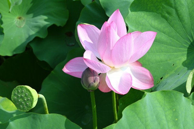 hasu_250814_01