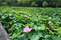 hasu_250814_02
