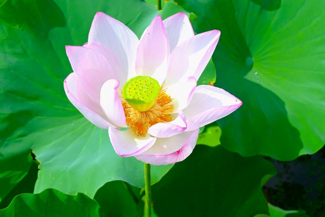 hasu_250814_03