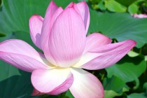 hasu_250814_05