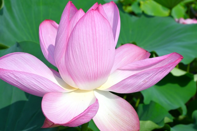 hasu_250814_05