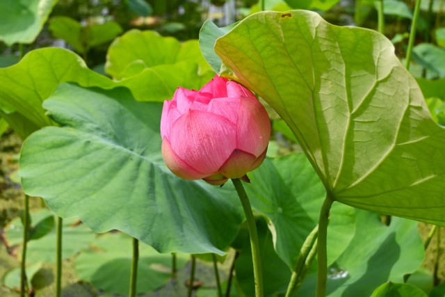 hasu_260619_01