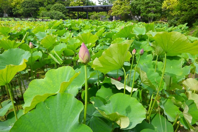 hasu_260619_02